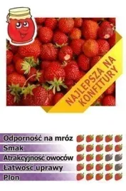 przepyszna-truskawka-senga-sengana-10-szt-sadzonek-doniczkowanych
