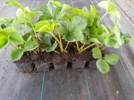 sadzonki-truskawka-truskawki-odmiany-10-szt-korona-multiplat-slodkie-green
