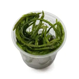 roslina-do-akwarium-mayaca-fluviatilis-bog-moss-invitro-maly-kubek
