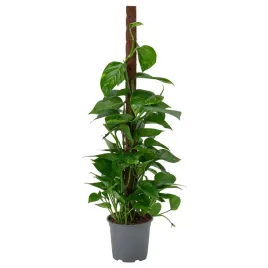 ikea-epipremnum-roslina-doniczkowa-epipremnum-zlociste-19-cm