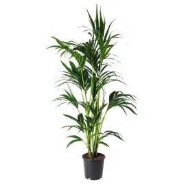 howea-forsteriana-roslina-doniczkowa-24-cm