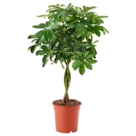 ikea-schefflera-arboricola-roslina-doniczkowa-wys-68-cm