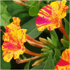 dziwaczek-jalapa-mix-kwiaty-swiecace-w-ciemnosci-nasiona-2-g