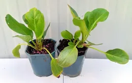 bergenia-eroica-bylina-do-ogrodu-na-slonce-i-polcien-doniczka-1-l