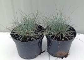 kostrzewa-sina-festuca-glauca-niebieska-trawa-ozdobna-doniczka-15-l