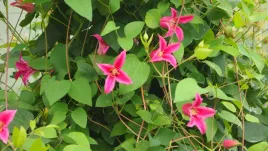 clematis-princess-diana-c2