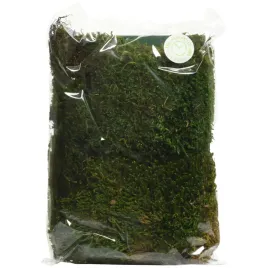 mech-dekoracyjny-naturalny-preparowany-zielony-18-x-4-x-22-cm