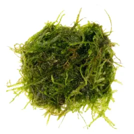 mech-do-akwarium-spiky-moss-roslina-sadzonka-invitro-porcja