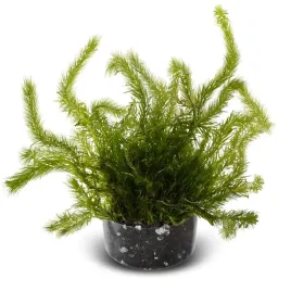 sadzonka-do-akwarium-mayaca-fluviatilis-bog-moss-roslina-invitro
