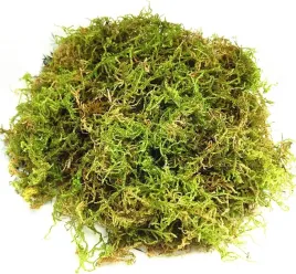 sphagnum-mech-200g-naturalny-torfowiec-do-terrarium-roslin-i-rekodziela