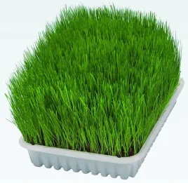 nasiona-trawy-dla-kota-100-g-naturalne-wspomagaja-trawienie