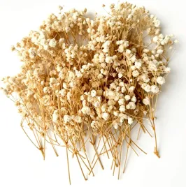 gipsowka-suszona-100-szt-5-8-cm-naturalna-do-dekoracji-diy