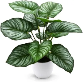 sztuczna-roslina-calathea-w-doniczce-zielona-36-cm-dekoracja-do-domu