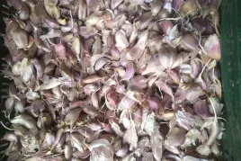 czosnek-harnas-zabki-1-kg