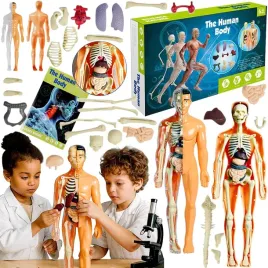 model-ciala-czlowieka-cialo-3d-skladany-tors-anatomia-szkielet-dla-dzieci
