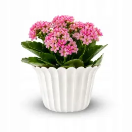 doniczka-produkcyjna-tulipanek-miniaturka-oslonka-8-x-6-5-cm