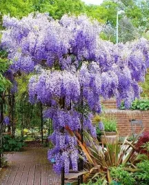 wisteria-chinska-sadzonka-piekny-kwiat-glicynia