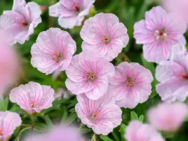 bodziszek-rozowy-geranium-ozdobne-apfelblute-sadzonka-p9