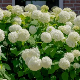 hortensja-ogrodowa-snowball-2l