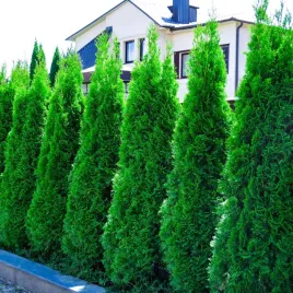 tuja-szmaragd-thuja-smaragd-sadzonki-kolumnowa-na-zywoploty