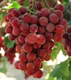 winorosl-swenson-red-vitis-sadzonki-w-doniczkach