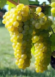winorosl-solaris-vitis-sadzonki-w-doniczkach