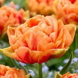 tulipan-pelny-orange-flavour-5-szt-tulipany-cebulki-cebule-tulipanow