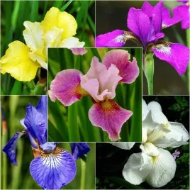 zestaw-irys-sibirica-syberyjski-5-szt