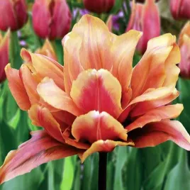 tulipan-pelny-callahan-5-szt