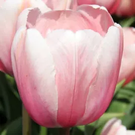 tulipan-darwina-salmon-impression-5-szt