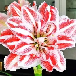 hippeastrum-amarylis-dancing-queen-1-szt