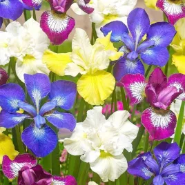 irys-sibirica-syberyjski-mieszanka-mix-5-szt
