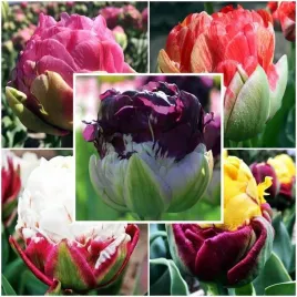 zestaw-tulipan-lodowy-17-szt