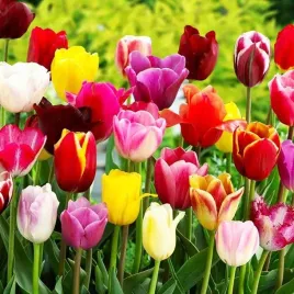 tulipan-mieszanka-mix-xxl-50-szt-14