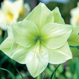 hippeastrum-amarylis-limona-1-szt