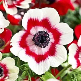anemone-zawilec-bicolor-10-szt