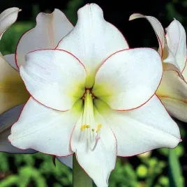 hippeastrum-amarylis-picotee-1-szt