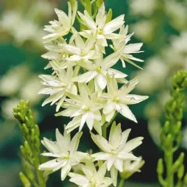 camassia-kamasja-leichtlinii-semiplena-1-szt