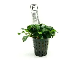 anubias-petite-nana-najmniejszy-bonsai-koszyk-roslina-do-akwarium