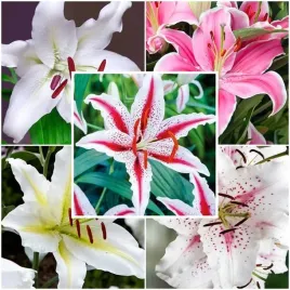 zestaw-lilia-orientalna-5-szt-cebulki-cebule-lilii