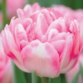 tulipan-pelny-rozowy-10-11-5-szt-tulipany-cebulki-cebule-tulipanow
