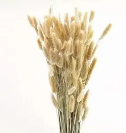 dmuszek-jajowaty-suszony-lagurus-naturalny-70cm