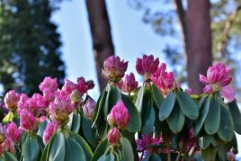 nawoz-do-rododendronow-mineralny-granulat-3kg-florovit