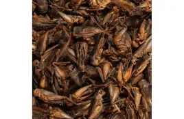 suszone-swierszcze-pokarm-glopex-200g-crickets