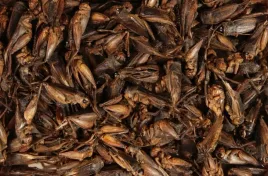 suszone-swierszcze-pokarm-glopex-100-g-crickets