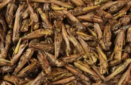 suszone-koniki-polne-pokarm-glopex-200g
