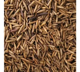 suszone-larwy-muchy-hermetia-pokarm-dla-zolwia-100g-glopex