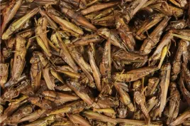 suszone-koniki-polne-pokarm-glopex-100g