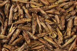 suszone-koniki-polne-pokarm-glopex-500g