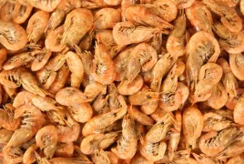 krewetki-suszone-shrimps-glopex-karma-dla-zolwia-1000g-krewetka-suszona